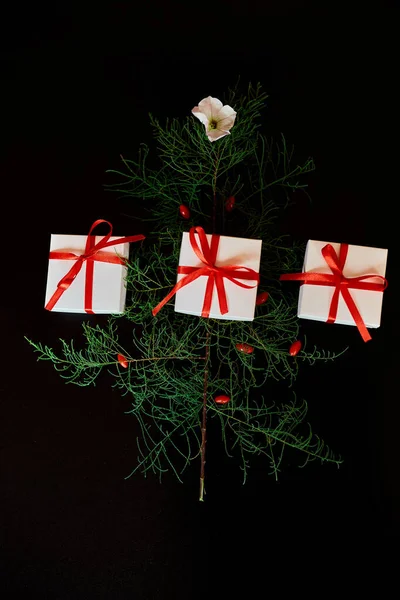 Flat Lay Of needle Leaves In A Shape Of A Christmas Tree with flower and berries, presents gifts box Christmas tree decorated on a black background