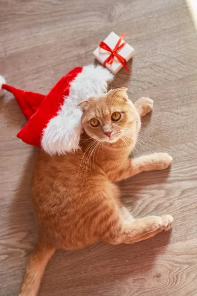Noel Baba Şapkalı Şirin Kedi Evde Yerde Kıvranan Ngiliz Kısa — Stok fotoğraf