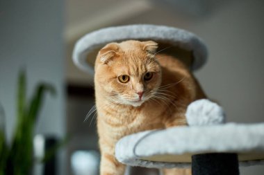 Evdeki mobilya tırmalayan Deterrent Tree 'de oynayan sevimli, komik kedi.