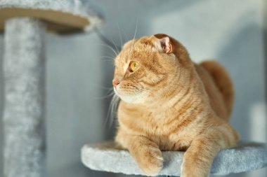 Evdeki mobilya tırmalayan Deterrent Tree 'de oynayan sevimli, komik kedi.