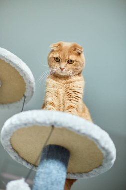 Evdeki mobilya tırmalayan Deterrent Tree 'de oynayan sevimli, komik kedi.