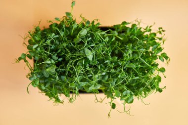 Bezelye mikroçim filizlerini kapat, sağlıklı beslenme lahanaları yeşil bezelye konsepti, süper yiyecek kopyalama alanı.