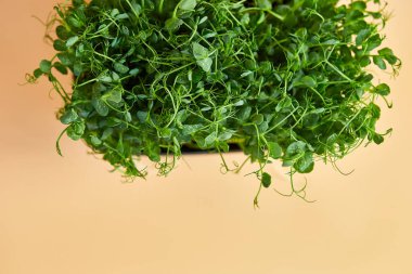 Bezelye mikroçim filizlerini kapat, sağlıklı beslenme lahanaları yeşil bezelye konsepti, süper yiyecek kopyalama alanı.