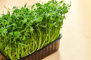 Bezelye mikroçim filizlerini kapat, sağlıklı beslenme lahanaları yeşil bezelye konsepti, süper yiyecek kopyalama alanı.