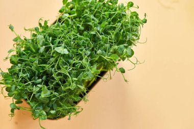 Bezelye mikroçim filizlerini kapat, sağlıklı beslenme lahanaları yeşil bezelye konsepti, süper yiyecek kopyalama alanı.