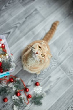 Evde Noel toplarıyla oynayan sevimli bir İngiliz Kedisi, Noel süsleri, Noel kedisi, yeni yıl kedisi.