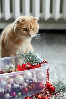 Evde Noel toplarıyla oynayan sevimli bir İngiliz Kedisi, Noel süsleri, Noel kedisi, yeni yıl kedisi.