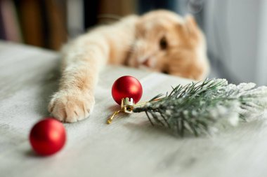 Evde Noel toplarıyla oynayan sevimli bir İngiliz Kedisi, Noel süsleriyle masaya pençe, Noel kedisi, yeni yıl kedisi.