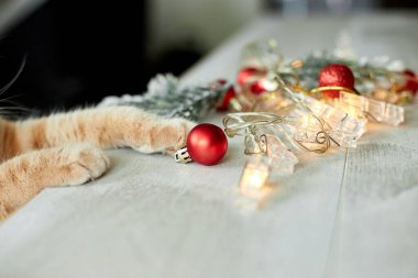 Evde Noel toplarıyla oynayan sevimli bir İngiliz Kedisi, Noel süsleriyle masaya pençe, Noel kedisi, yeni yıl kedisi.