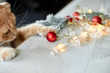 Evde Noel toplarıyla oynayan sevimli bir İngiliz Kedisi, Noel süsleriyle masaya pençe, Noel kedisi, yeni yıl kedisi.