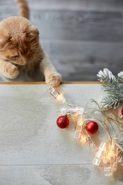 Evde Noel toplarıyla oynayan sevimli bir İngiliz Kedisi, Noel süsleriyle masaya pençe, Noel kedisi, yeni yıl manzarası, fotokopi alanı.