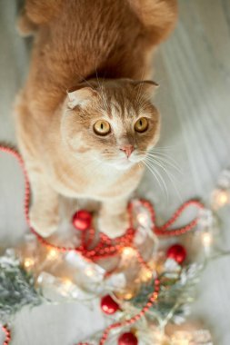 Evde Noel toplarıyla oynayan sevimli bir İngiliz Kedisi, Noel süsleri, Noel kedisi, yeni yıl kedisi.