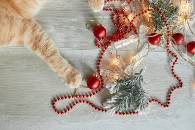 Sevimli sevimli bir İngiliz kedi pençesi evde Noel toplarıyla oynuyor, Noel süsleri, Noel kedisi