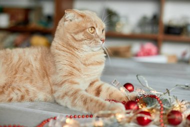 Evde Noel toplarıyla oynayan sevimli bir İngiliz Kedisi, Noel süsleri, Noel kedisi, yeni yıl kedisi.