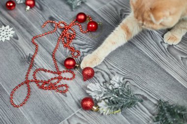Sevimli sevimli bir İngiliz kedi pençesi evde Noel toplarıyla oynuyor, Noel süsleri, Noel kedisi