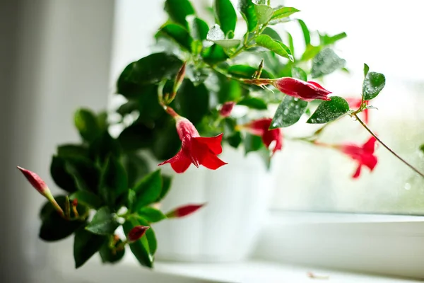 Červená Dipladenie Květina Roste Květináči Parapetu Doma Mandevilla Sanderi Měkkým — Stock fotografie