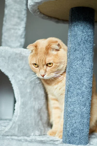 Evdeki mobilya tırmalayan Deterrent Tree 'de oynayan sevimli, komik kedi.