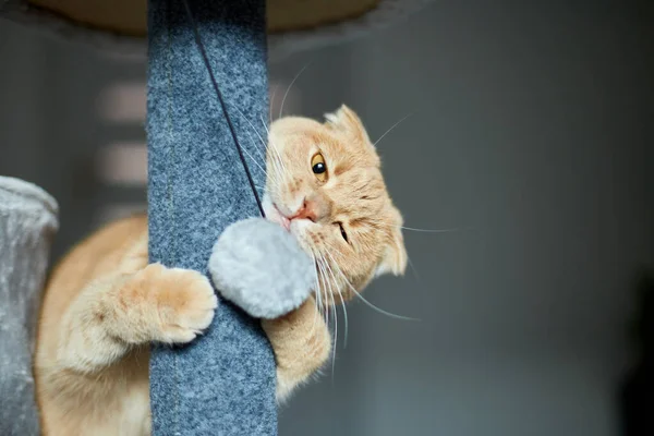 Niedliche Lustige Katze Spielt Auf Möbel Kratzen Abschreckungsbaum Hause Kratzpfosten — Stockfoto