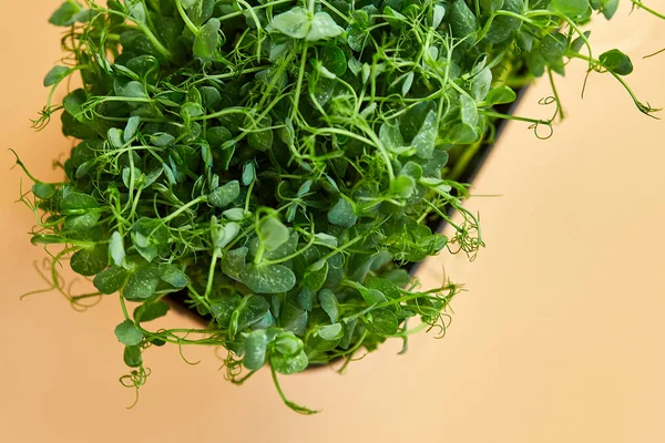 Bezelye mikroçim filizlerini kapat, sağlıklı beslenme lahanaları yeşil bezelye konsepti, süper yiyecek kopyalama alanı.