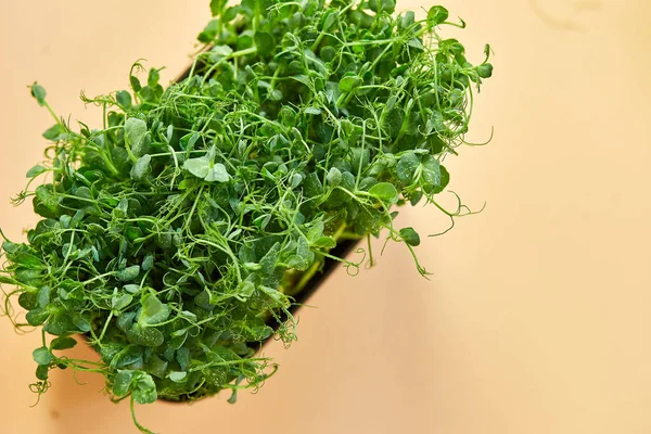 Bezelye mikroçim filizlerini kapat, sağlıklı beslenme lahanaları yeşil bezelye konsepti, süper yiyecek kopyalama alanı.