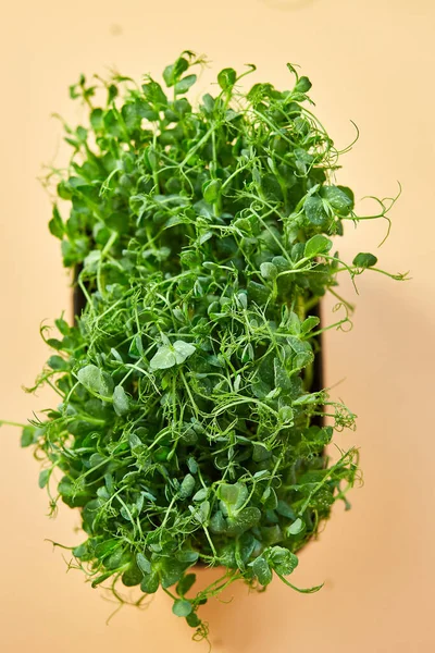 Κοντινό Πλάνο Μπιζέλια Μικροπράσινα Βλαστάρια Υγιή Λαχανάκια Τρώει Της Έννοιας — Φωτογραφία Αρχείου