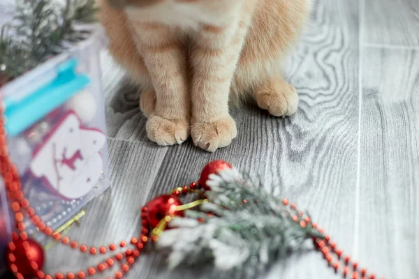 Słodka Urocza Brytyjska Kocia Łapa Bawiąca Się Kulkami Świątecznymi Domu — Zdjęcie stockowe
