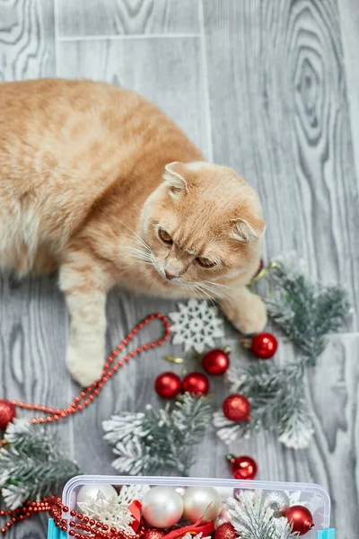 Evde Noel toplarıyla oynayan sevimli bir İngiliz Kedisi, Noel süsleri, Noel kedisi, yeni yıl kedisi.