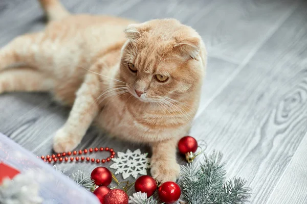 Lindo Gato Británico Adorable Jugando Con Bolas Navidad Casa Adornos — Foto de Stock