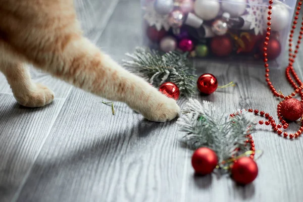 Sevimli sevimli bir İngiliz kedi pençesi evde Noel toplarıyla oynuyor, Noel süsleri, Noel kedisi