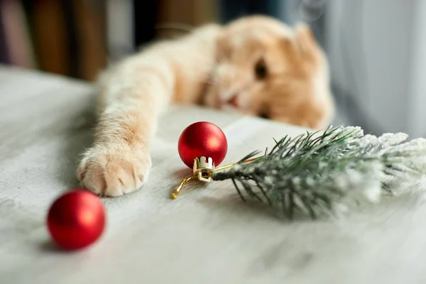 Милый Очаровательный Британский Кот Играющий Рождественскими Мячами Дома Лапа Столе — стоковое фото