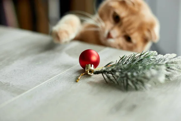 Милый Очаровательный Британский Кот Играющий Рождественскими Мячами Дома Лапа Столе — стоковое фото