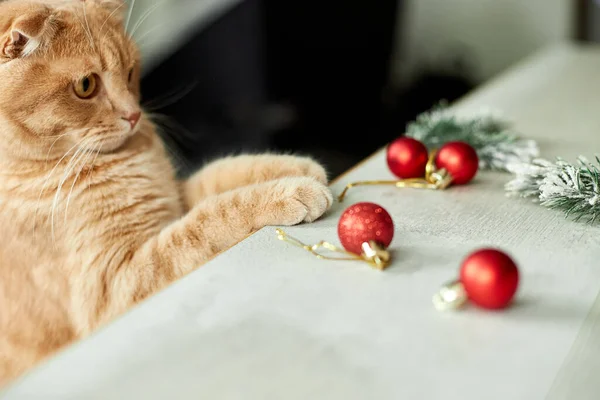 Gato Británico Adorable Lindo Que Juega Con Bolas Navidad Casa — Foto de Stock