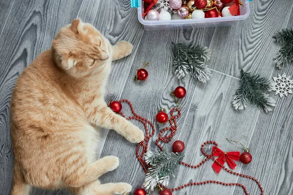 Симпатичная Симпатичная Британская Кошка Играет Шариками Дома Рождественские Украшения Рождественская — стоковое фото