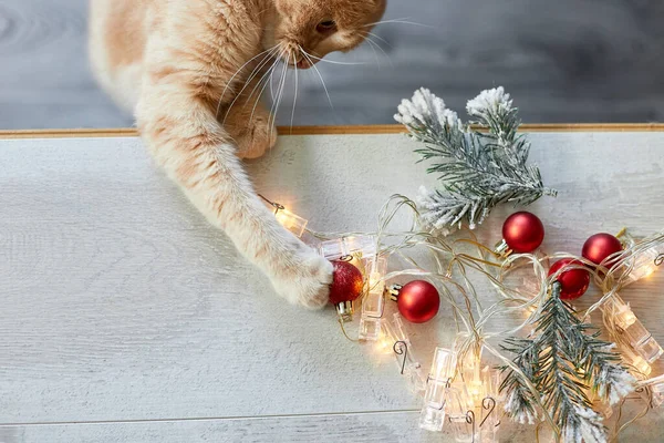 Evde Noel Toplarıyla Oynayan Sevimli Bir Ngiliz Kedisi Noel Süsleriyle — Stok fotoğraf