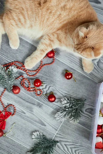 Lindo Gato Británico Adorable Jugando Con Bolas Navidad Casa Adornos — Foto de Stock
