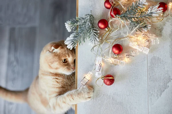 Evde Noel toplarıyla oynayan sevimli bir İngiliz Kedisi, Noel süsleriyle masaya pençe, Noel kedisi, yeni yıl manzarası, fotokopi alanı.