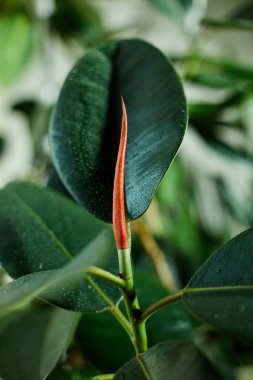 Ev bitkisi Lastik Fabrikası veya Ficus Elastica 'nın su damlası, ev bitkileri bakım konsepti