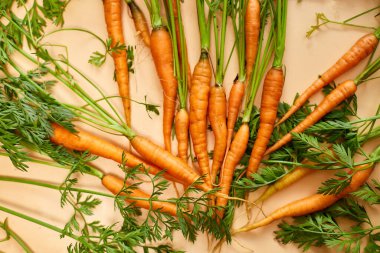 Yeni toplanmış havuçlar ve havuç sapları, taze organik sebzeler, bir çiftçi marketinde satılıyor..