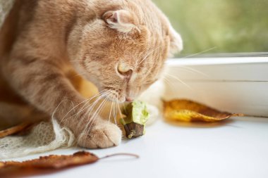 Evde pencere eşiğinde uzanan İskoç kızıl kedisi, evde sonbahar tembelliği.