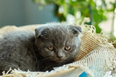 Cute little scottish british gray kitten sleeps on the basket at home, funny cat . Love animals, pet, sunlight.