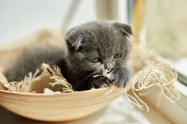 Cute little scottish british gray kitten on the basket at home, funny cat. Love animals, pet, sunlight.