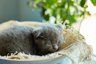 Cute little scottish british gray kitten sleeps on the basket at home, funny cat . Love animals, pet, sunlight.