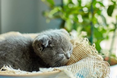 Cute little scottish british gray kitten sleeps on the basket at home, funny cat . Love animals, pet, sunlight.