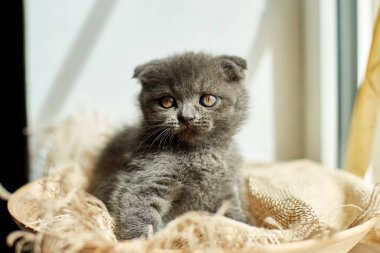 Cute little scottish british gray kitten on the basket at home, funny cat. Love animals, pet, sunlight.