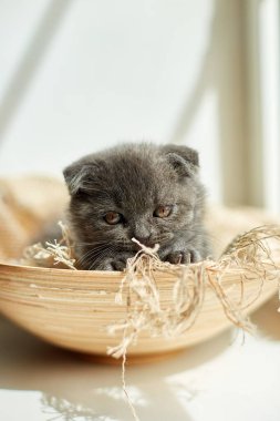 Cute little scottish british gray kitten on the basket at home, funny cat. Love animals, pet, sunlight.