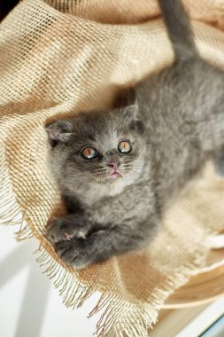 Cute little scottish british gray kitten on the basket at home, funny cat. Love animals, pet, sunlight.
