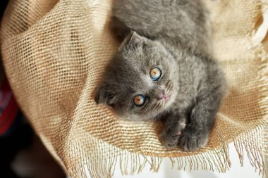 Cute little scottish british gray kitten on the basket at home, funny cat. Love animals, pet, sunlight.