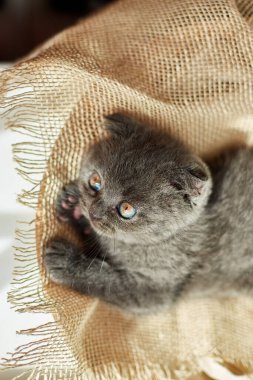 Cute little scottish british gray kitten on the basket at home, funny cat. Love animals, pet, sunlight.