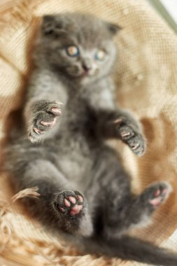 Cute little scottish british gray kitten on the basket at home, funny cat. Love animals, pet, sunlight.