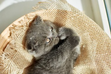 Cute little scottish british gray kitten on the basket at home, funny cat. Love animals, pet, sunlight.